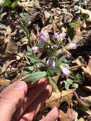 Cardamine douglassii