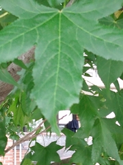 Liquidambar styraciflua