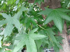Liquidambar styraciflua