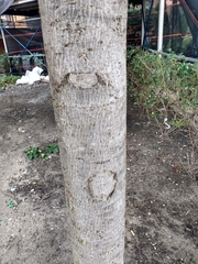 Liquidambar styraciflua