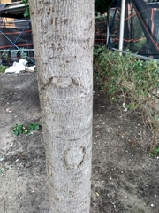 Liquidambar styraciflua