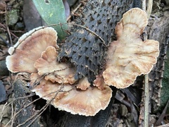 Cymatoderma dendriticum
