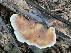 Cymatoderma dendriticum