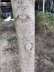 Liquidambar styraciflua