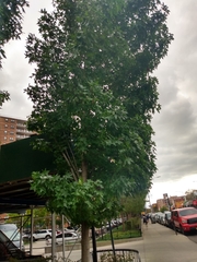 Liquidambar styraciflua