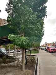 Liquidambar styraciflua