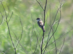 Sporophila pileata