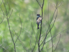 Sporophila pileata