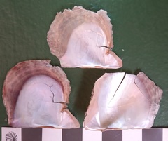 Pinctada sugillata