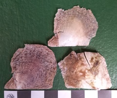 Pinctada sugillata