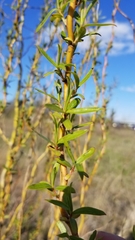 Salix babylonica tortuosa