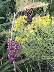 Bombus impatiens image