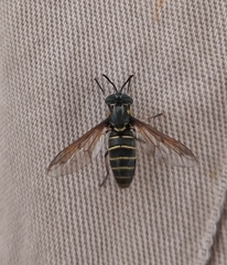 Acanthocera