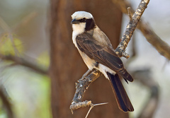 Northern White-Crowned Shrike photo 1