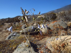 Conanthera