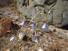 Conanthera