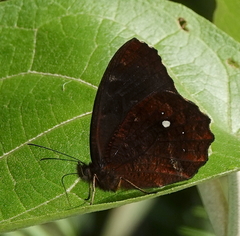 Pedaliodes phrasicla