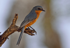 Melaenornis semipartitus