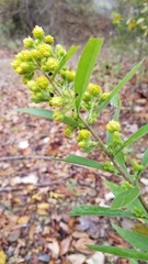 Solidago petiolaris angusta