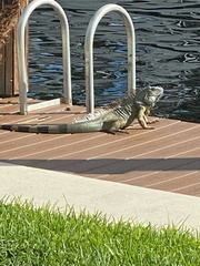 Iguana iguana