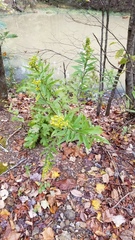 Solidago petiolaris angusta
