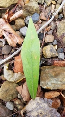 Solidago petiolaris angusta