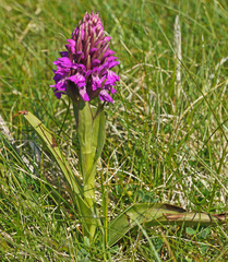 Dactylorhiza kerryensis