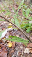 Solidago petiolaris angusta