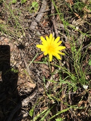 Microseris lanceolata