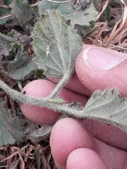 Rhynchosida physocalyx