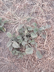 Rhynchosida physocalyx