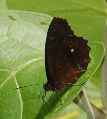 Pedaliodes phrasicla