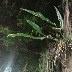 Anthurium coriaceum