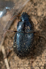 Amara insignis