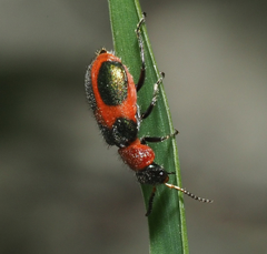 Collops quadrimaculatus