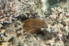 Ctenactis echinata