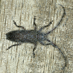 Rhytiphora neglecta