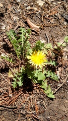 Taraxacum officinale