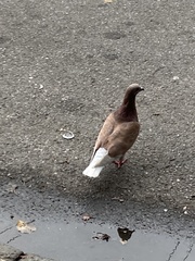 Columba livia domestica