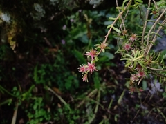 Sedum guatemalense