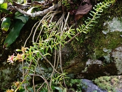 Sedum guatemalense