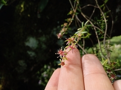 Sedum guatemalense