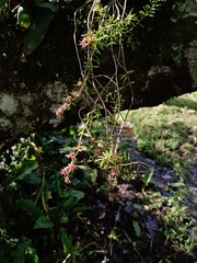 Sedum guatemalense