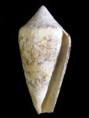 Conus ammiralis