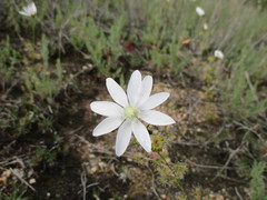 Drosera heterophylla
