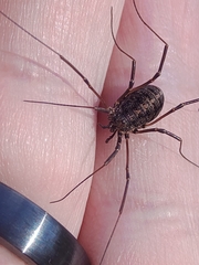 Homolophus