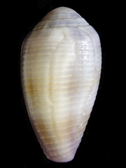 Conus glans