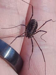 Homolophus