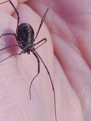 Homolophus