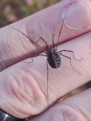 Homolophus